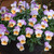 Viola Teardrops Apricot Purple Wing