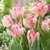 Tulip 'Silver Parrot'
