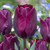 Tulip Purple Lady