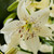 Lilium Sweet Surrender 14/16cm