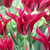 Tulip Green Star/Doll's Minuet Collection (Top Quality Bulbs)