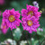 Anemone hupehensis 'Prinz Heinrich'