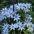 Clematis 'Blue Angel'
