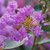 Lagerstroemia indica 'With love Eternal'