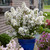 Lagerstroemia indica 'With Love' Collection