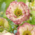 Geum Premium Collection