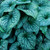Brunnera macrophylla 'Alexanders Great'