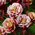 Aquilegia vulgaris 'Winky Red-White'