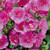 Lavatera 'Ruby Star'