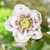 Helleborus Double Ellen Collection