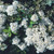 Spiraea collection (9cm Pot)