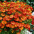 Helenium autumnale Helena Orange