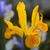 Unusual Iris Hollandia Collection