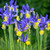 Unusual Iris Hollandia Collection