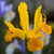 Iris Dutch Unusual Collection