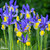 Iris Dutch Unusual Collection