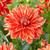 Dahlia 'Neo'