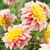 Dahlia 'Polka'