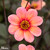 Dahlia Happy Single 'Kiss'