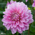 Dahlia 'Lavender Perfection'