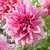 Dahlia 'Striped Emory Paul'