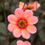 Dahlia Happy Single Collection