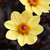 Dahlia Happy Single Collection