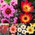 Dahlia Happy Single Collection