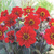 Dahlia Happy Single Collection