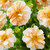 Dahlia Ice Collection
