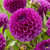 Blue/Purple Dahlia Collection