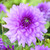 Blue/Purple Dahlia Collection