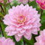 Dahlia Cut Flower Karma Collection