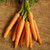 Carrot Touchon