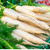 Carrot Lunar White