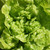 Lettuce Tom Thumb