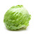 Lettuce Crisphead Iceberg