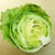 Lettuce Crisphead Iceberg