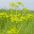Herb Lovage Levisticum Officinale