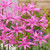 Amarine tubergenii Belladiva Collection