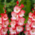 Gladioli 'Pink Lady'