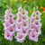 Gladioli Venezia