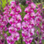 Gladioli Blue Star