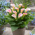 Zantedeschia Captain Marrero