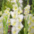 Gladioli Butterfly Collection