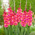 Gladioli Butterfly Collection