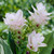 Curcuma alismatifolia White