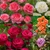 5 Hybrid Tea Rose Collection