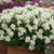 Nemesia Lady Mary