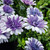 Osteospermum Double Blue